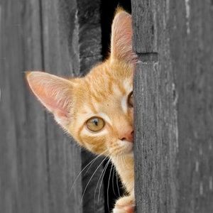 Meet your Posher, Adrian